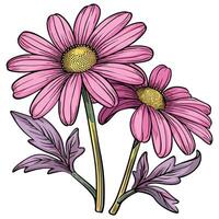 pink daisies flowers with stem illustration vector