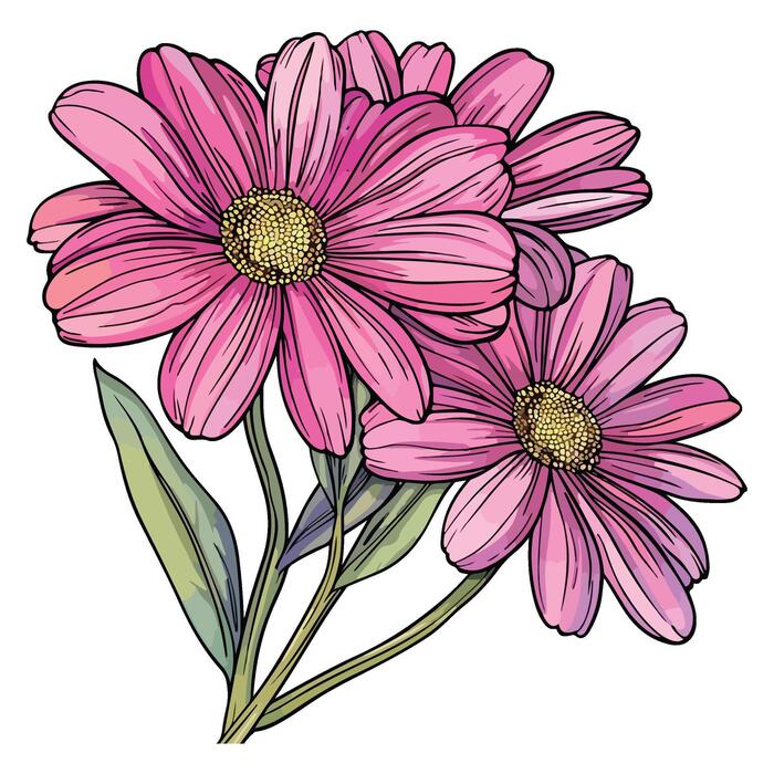 pink-daisies-flowers-with-stem