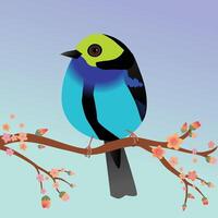 A very cute Paradise tanager bird in the shape of an egg. Soft blue background. The bird sits on a branch with orange blossoms. vector