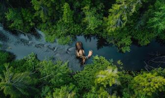 Top view of a moose drinking from a river, lush forest background photo