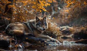 Wolf resting by a stream, autumn forest photo