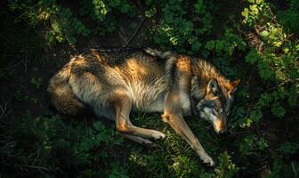 Top view of a wolf lying in the shade photo