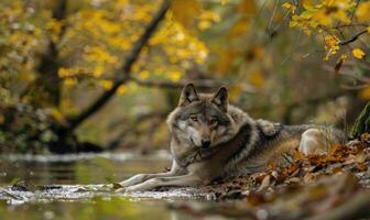 Wolf resting by a stream, autumn forest photo