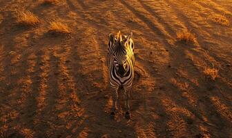 Top view of a zebra standing alone, looking towards the horizon photo