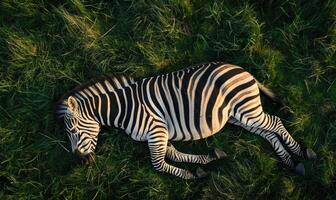 Top view of a zebra lying down in the grass photo