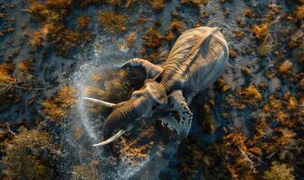 Top view of an elephant spraying water with trunk photo