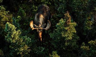 Top view of a moose walking through a dense forest photo