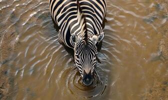 Top view of a zebra drinking from a watering hole photo