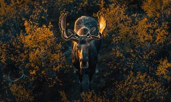 Top view of a moose standing at the edge of a forest clearing photo