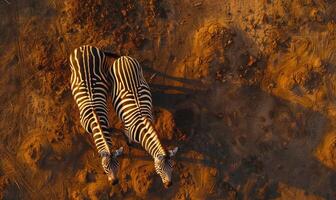 Top view of a zebra pair standing side by side photo
