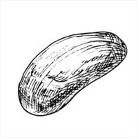Pistachio nut without shells graphic illustration . Botanical drawing sketch stylized. Isolated. Hand drawn, suitable for food packaging design vector