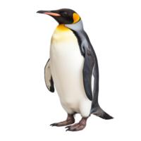 a penguin standing on a transparent background png