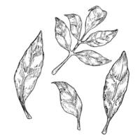 Tree leaves graphic illustration set. Botanical drawing sketch stylized. Isolated. Hand drawn, suitable for food packaging design vector