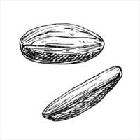Pistachio nut without shells graphic illustration . Botanical drawing sketch stylized. Isolated. Hand drawn, suitable for food packaging design vector