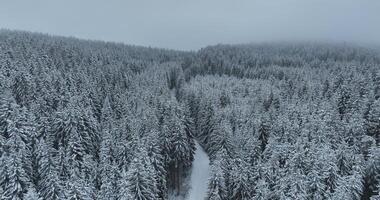 Misty Sunset on the Snowy Mountains aerial drone point of view Forests cross country paths in pine trees winter with fresh country road. video