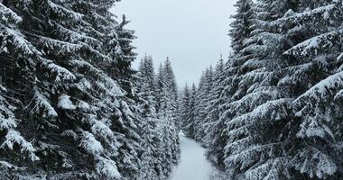 Misty Sunset on the Snowy Mountains aerial drone point of view Forests cross country paths in pine trees winter with fresh country road. video
