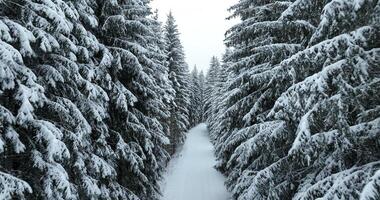 Misty Sunset on the Snowy Mountains aerial drone point of view Forests cross country paths in pine trees winter with fresh country road. video