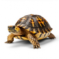 a turtle is walking on a transparent background png