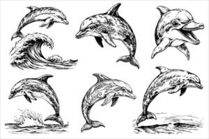 Sketch set of dolphin on white background vector