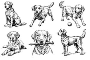 Set of Labrador Retriever sketch on a white background in different poses vector
