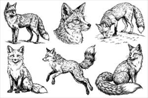 Sketch set of fox on white background vector