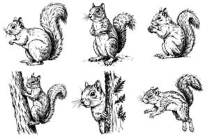 Set of squirrel sketch on a white background in different poses vector