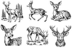 Sketch set of deer on a white background vector