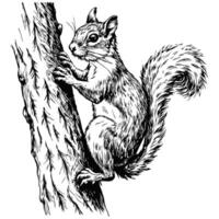 Sketch of a squirrel climbing a tree, front view, on a white background vector