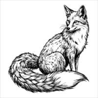 Sketch of a fox with a bushy tail curled around its body, on a white background vector