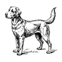 Sketch of a Labrador retriever running, top view, on a white background vector