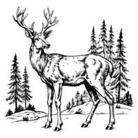 Sketch of a deer standing in a forest, side view, on a white background vector