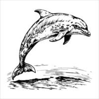Sketch of a dolphin jumping out of the water, side view, on a white background vector