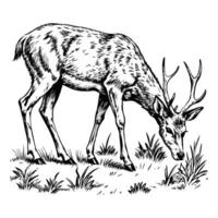 Sketch of a deer grazing in a meadow, on a white background vector