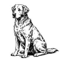 Sketch of a Labrador retriever sitting, side view, on a white background vector