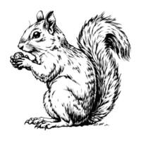 Sketch of a squirrel with a bushy tail, side view, on a white background vector
