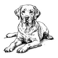 Sketch of a Labrador retriever lying down, front view, on a white background vector