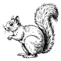 Sketch of a squirrel with a bushy tail, side view, on a white background vector