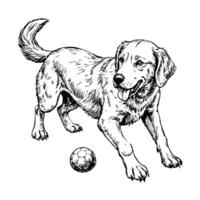 Sketch of a Labrador retriever playing with a ball, side view, on a white background vector