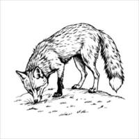 Sketch of a fox sniffing the ground, top view, on a white background vector