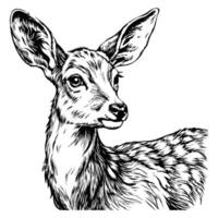 Sketch of a deer looking back over its shoulder, on a white background vector