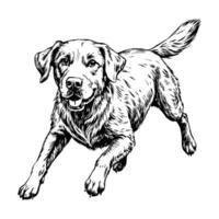 Sketch of a Labrador retriever running, top view, on a white background vector