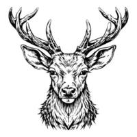 Sketch of a deer with antlers, front view, on a white background vector