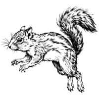 Sketch of a squirrel jumping, top view, on a white background vector