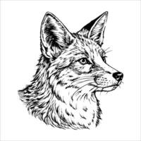 Sketch of a fox with head turned, looking back, on a white background vector