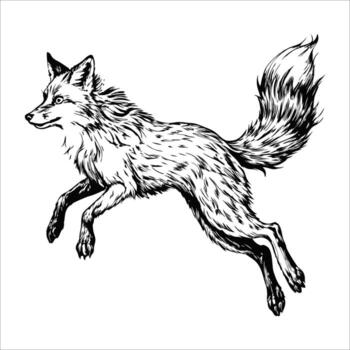Sketch of a fox leaping in mid-air, side view, on a white background vector