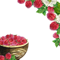A frame with an image of raspberries in a wooden vase and twigs. Ripe berries. A hand-drawn watercolor illustration. Highlight it. For packages, labels and flyers. For banners, stickers and postcards. png