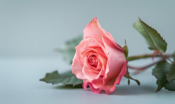 Rosa flor en neutral antecedentes foto