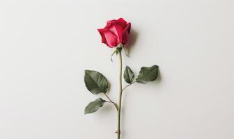 Rose flower on neutral background photo