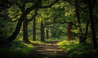 Road in spring forest, nature background. photo