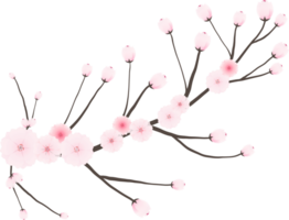 Cherry blossom branch with sakura flower illustration on transparent background. png